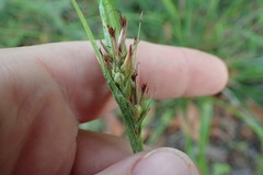 Scleria oligantha