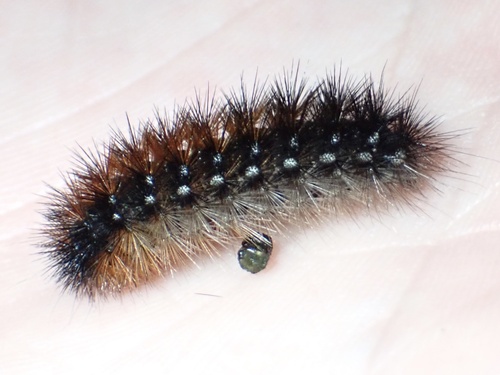 Apantesis ursina