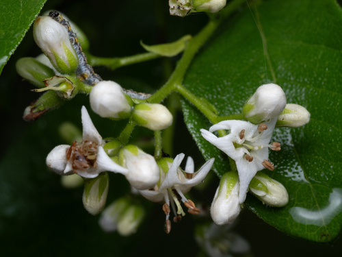 Anacua (Ehretia anacua)