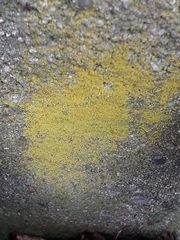 Flavoplaca flavocitrina