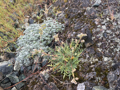 Phacelia imbricata imbricata