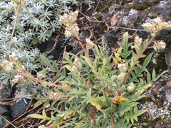 Phacelia imbricata imbricata