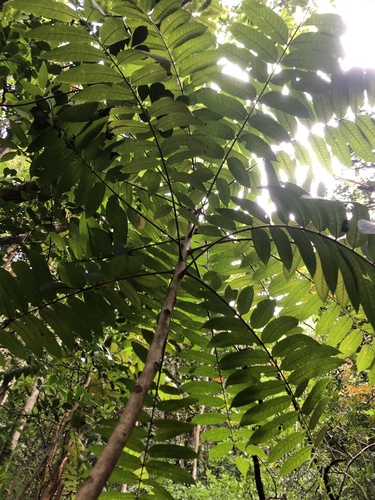 Averrhoa bilimbi, 2024-03-29
