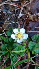 Fragaria hayatae