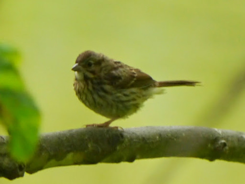 Song Sparrow photographed in West Virginia