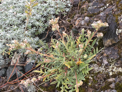 Phacelia imbricata imbricata