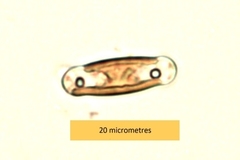 Sellaphora