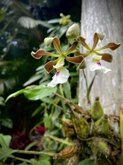 Encyclia cordigera image