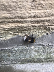 Bombus
