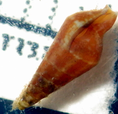 Mitrella menkeana