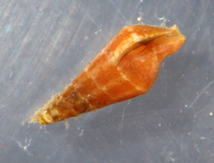 Mitrella menkeana