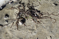 Gracilaria