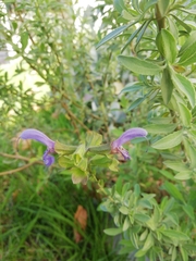 Salvia africana × albicaulis