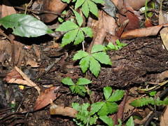 Tetrastigma obtectum glabrum