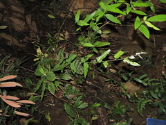 Rubus swinhoei