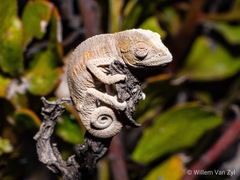 Bradypodion occidentale