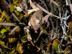 Bradypodion occidentale