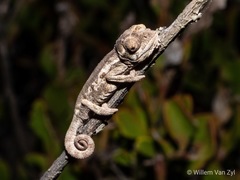 Bradypodion occidentale