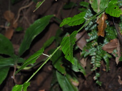 Rubus swinhoei