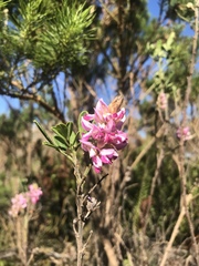 Indigofera cytisoides