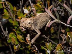 Bradypodion occidentale