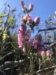Indigofera cytisoides