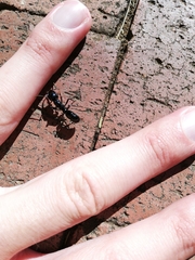 Plectroctena mandibularis