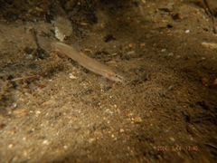 Tokai Stream Eight-Barbeled Loach photo 2