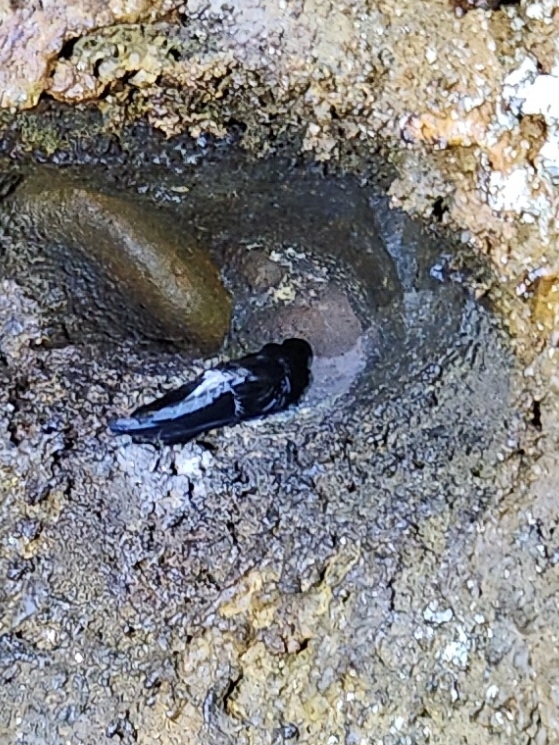 White-rumped Swiftlet (Aerodramus spodiopygius), photo 3
