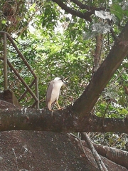 Nycticorax nycticorax