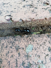 Plectroctena mandibularis