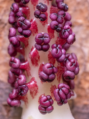 Jack-in-the-pulpit