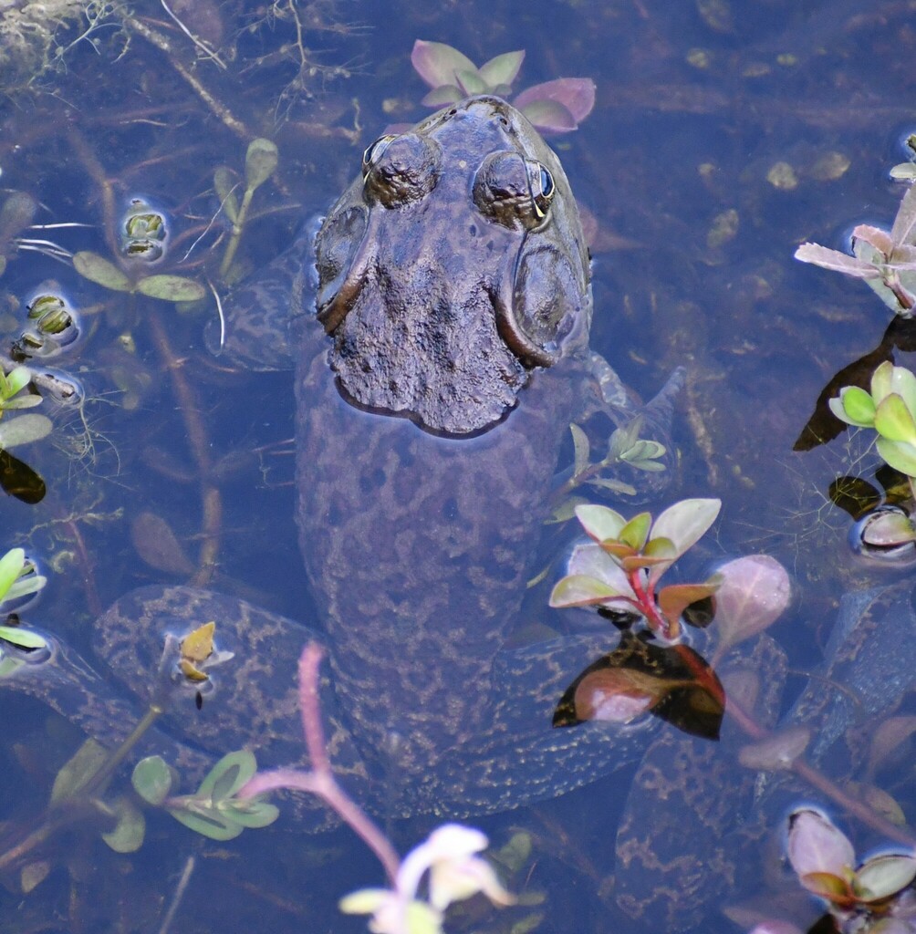 American Bullfrog from Aransas County, TX, USA on March 29, 2024 at 05: ...