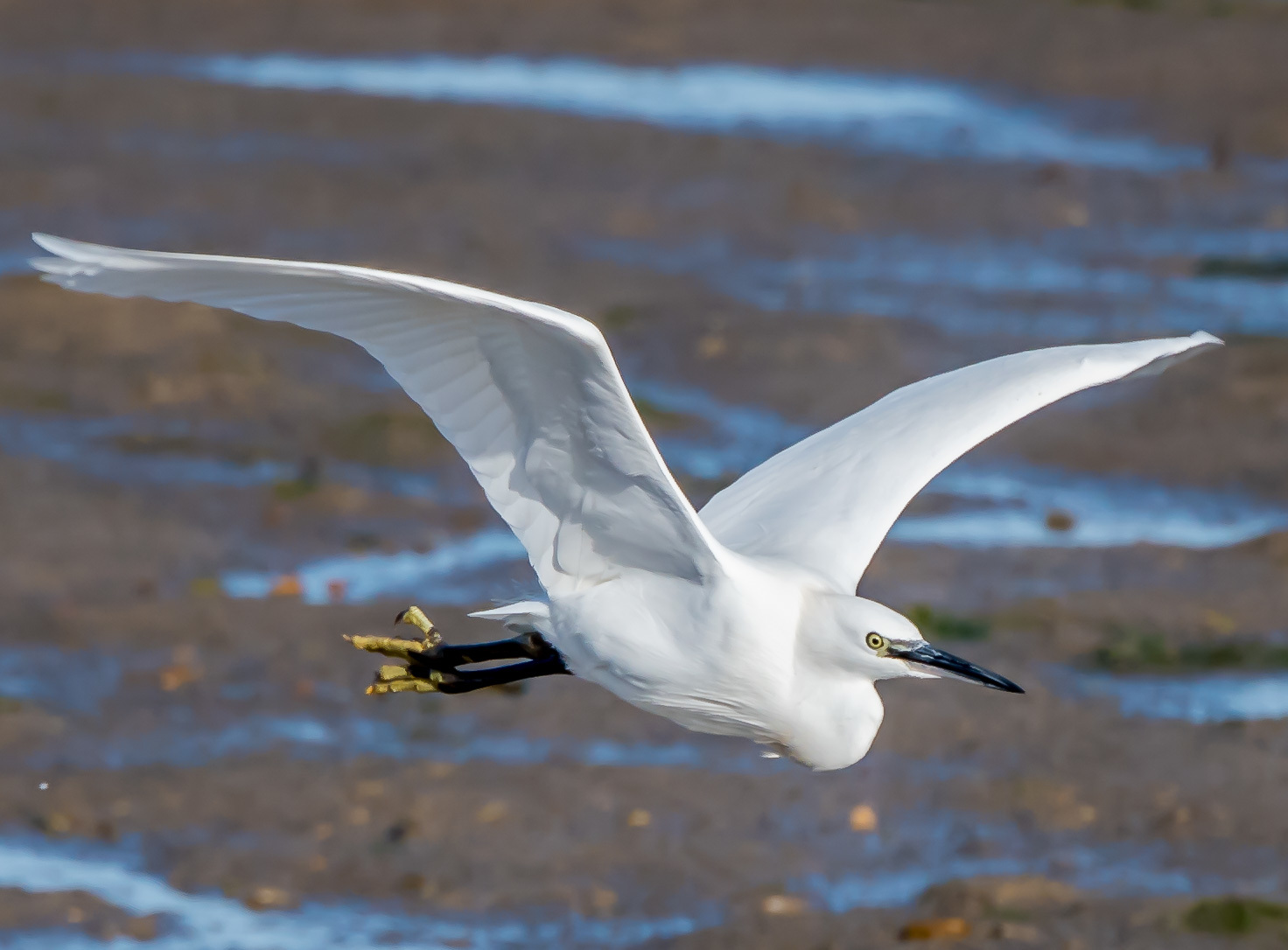 Little egret - Wikipedia