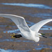 Little Egret - Photo (c) Andy Gooden, some rights reserved (CC BY-NC), uploaded by Andy Gooden