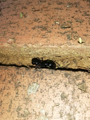 Plectroctena mandibularis