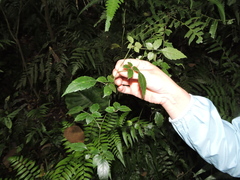 Causonis corniculata