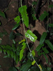 Rubus swinhoei