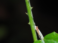 Rubus swinhoei