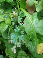 Selaginella uncinata