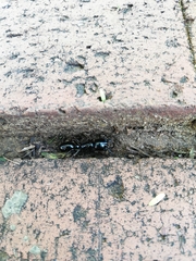 Plectroctena mandibularis