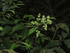 Ligustrum liukiuense