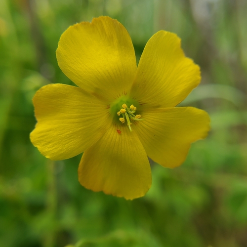 Image of Oxalis californica by no rights reserved