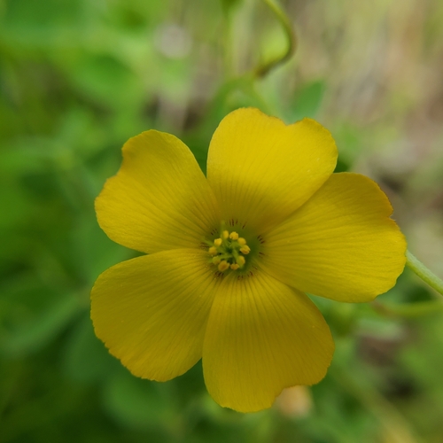 Image of Oxalis californica by no rights reserved
