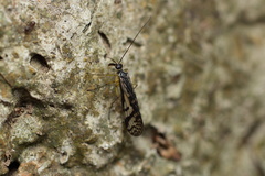 Panorpa multifasciaria