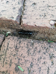 Plectroctena mandibularis