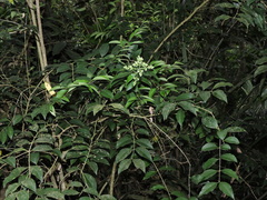 Ligustrum liukiuense