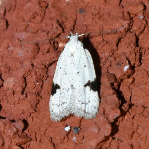 Black-marked Inga Moth photo 6