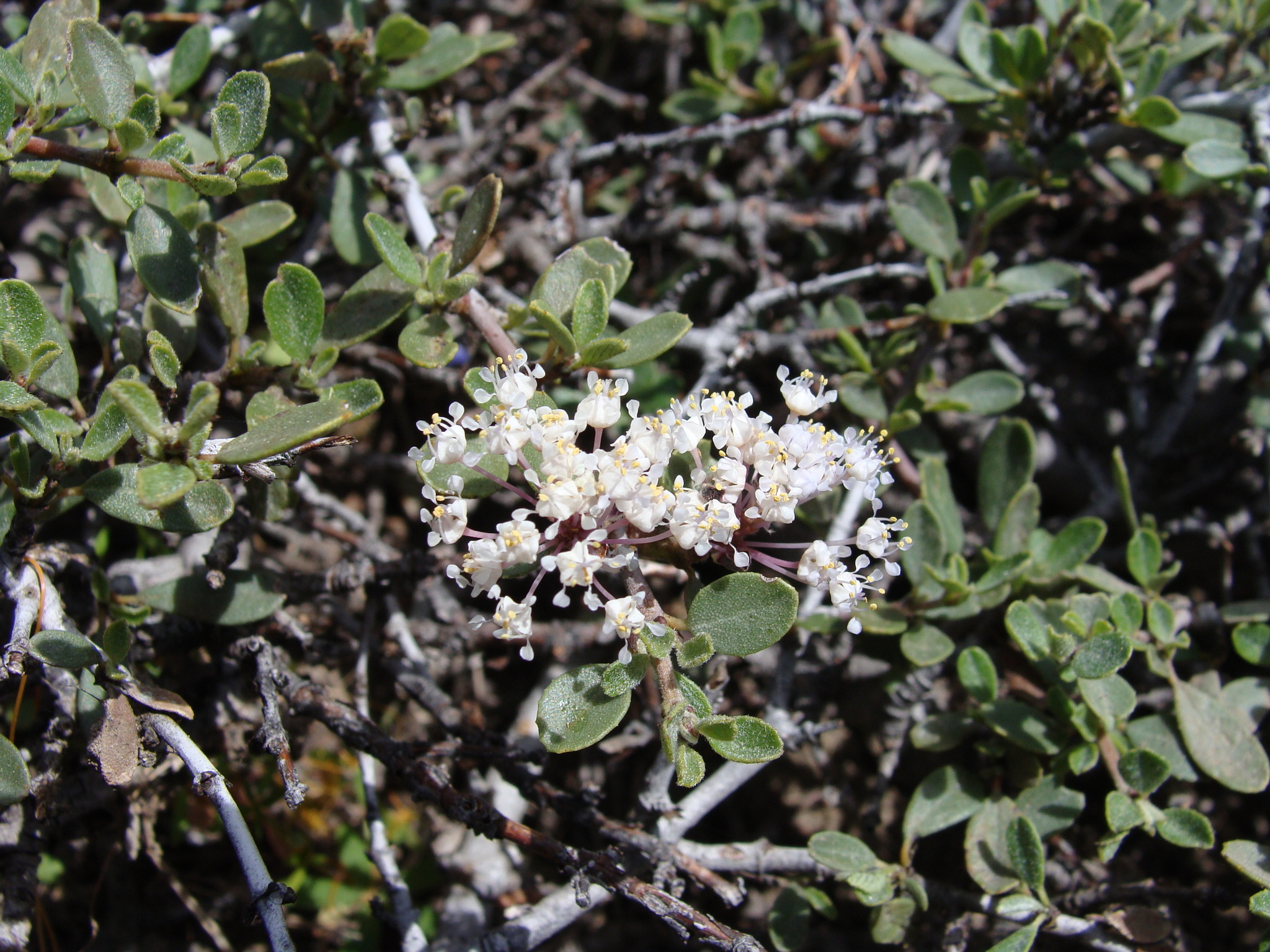 Ceanothus X arcuatus