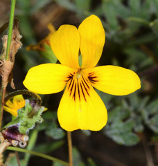 Viola douglasii